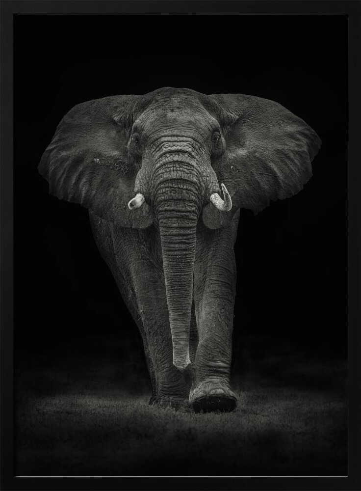 Majestic Elephant Walk Art Print UK — Dark Moody Dark Wall Art — Living Room — Wall It All Prints