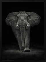 Majestic Elephant Walk