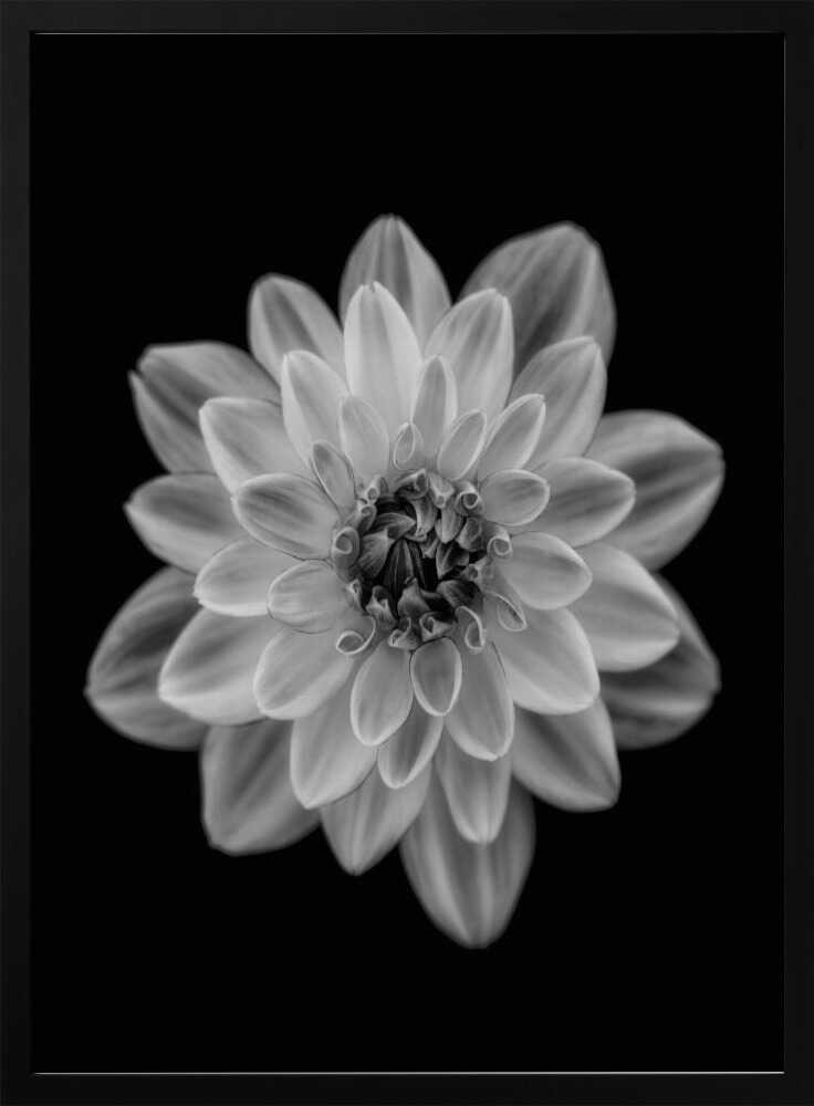 Delicate Monochrome Dahlia Art Print UK — Botanical Calm Wall Art — Office — Wall It All Prints
