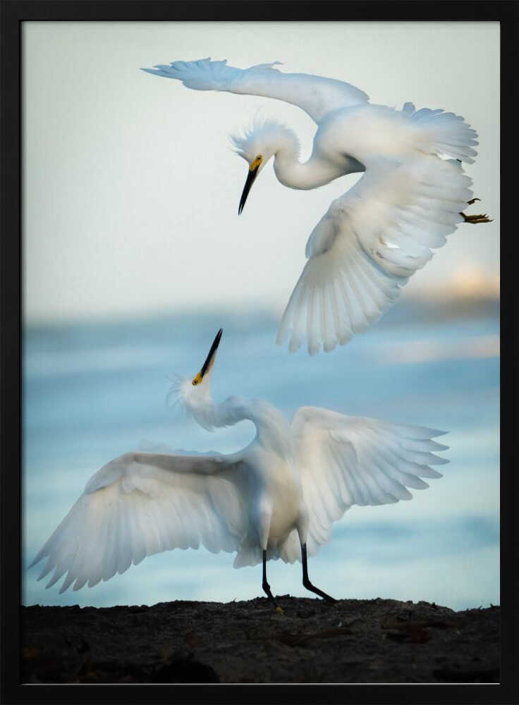 Egrets in Flight Art Print UK — Landscape Elegant Wall Art — Living Room — Wall It All Prints