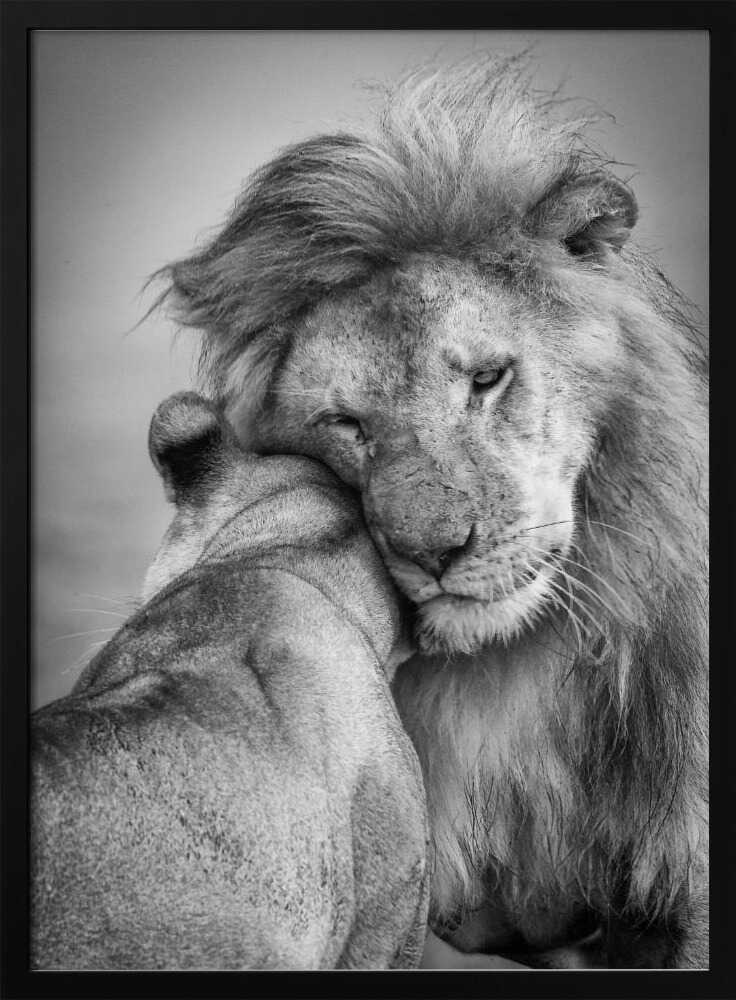 Tender Lion Embrace Art Print UK — Portrait Calm Wall Art — Bedroom — Wall It All Prints