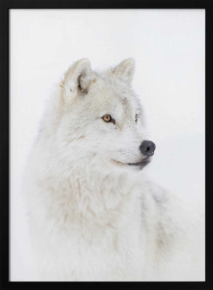 Majestic Arctic Wolf Art Print UK — Portrait Calm Wall Art — Bedroom — Wall It All Prints