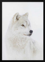Majestic Arctic Wolf