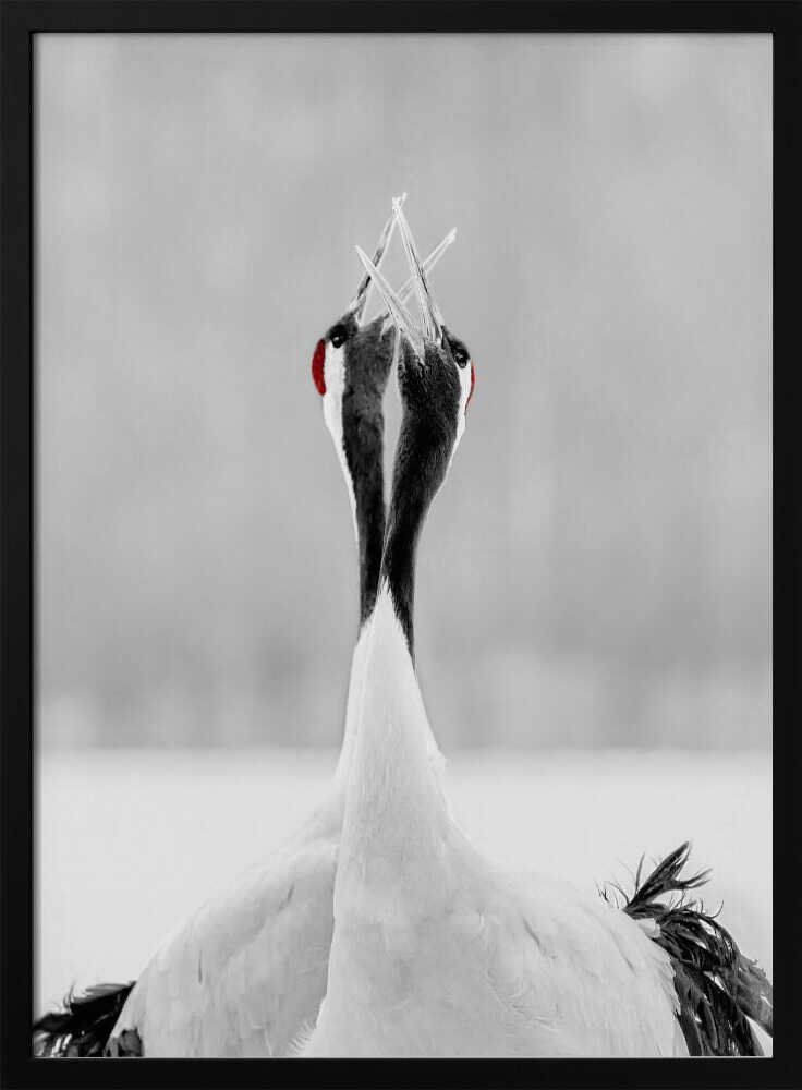 Red-crowned Cranes Duet Art Print UK — Japanese Calm Wall Art — Office — Wall It All Prints