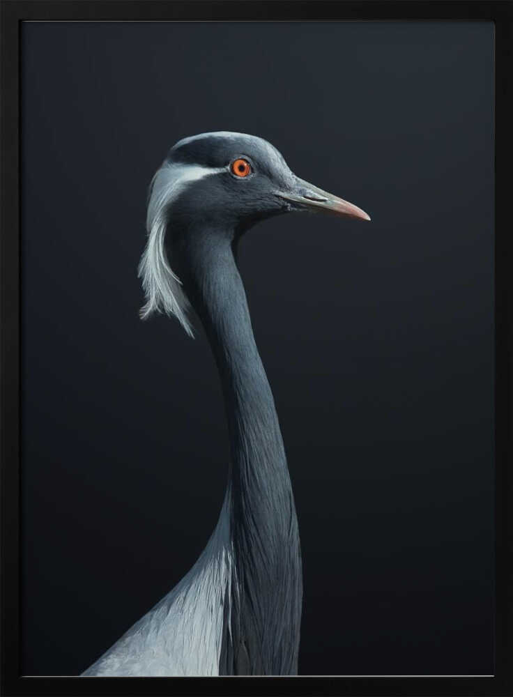 Demoiselle Crane Profile Art Print UK — Abstract Dark Wall Art — Office — Wall It All Prints