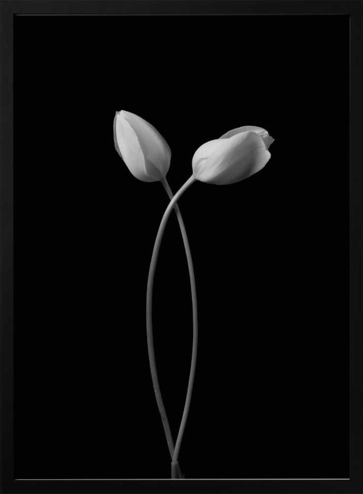 Elegant Tulip Embrace Art Print UK — Botanical Calm Wall Art — Bedroom — Wall It All Prints
