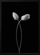 Elegant Tulip Embrace