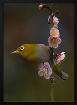 Mejiro in Bloom Art Print UK — Japanese Fresh Wall Art — Living Room — Wall It All Prints