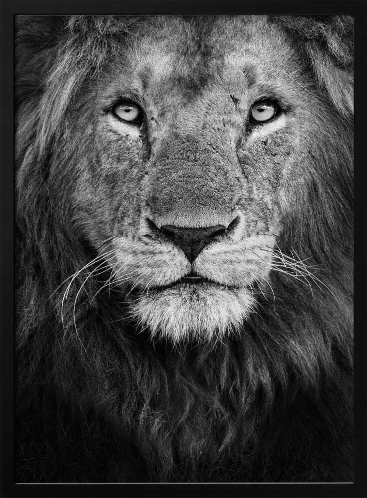 Majestic Lion Portrait Art Print UK — Portrait Dark Wall Art — Living Room — Wall It All Prints