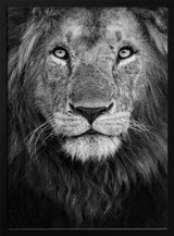 Majestic Lion Portrait