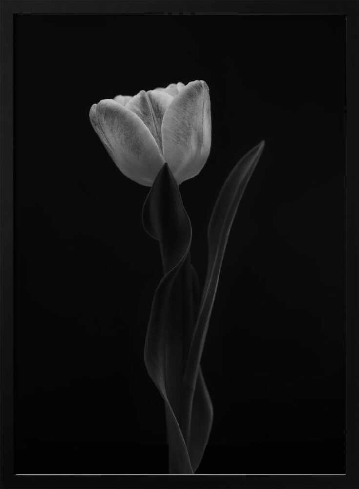 Monochrome Tulip Elegance Art Print UK — Botanical Calm Wall Art — Office — Wall It All Prints