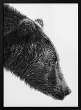 Grizzly Bear Profile