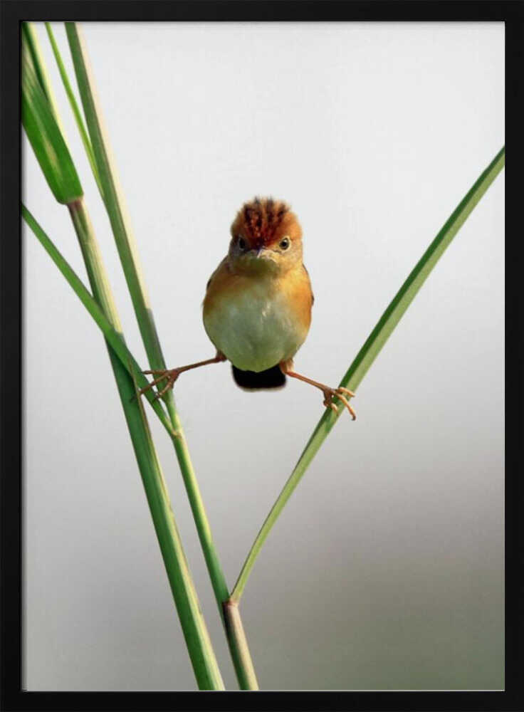 Curious Crested Bird Art Print UK — Botanical Vibrant Wall Art — Office — Wall It All Prints