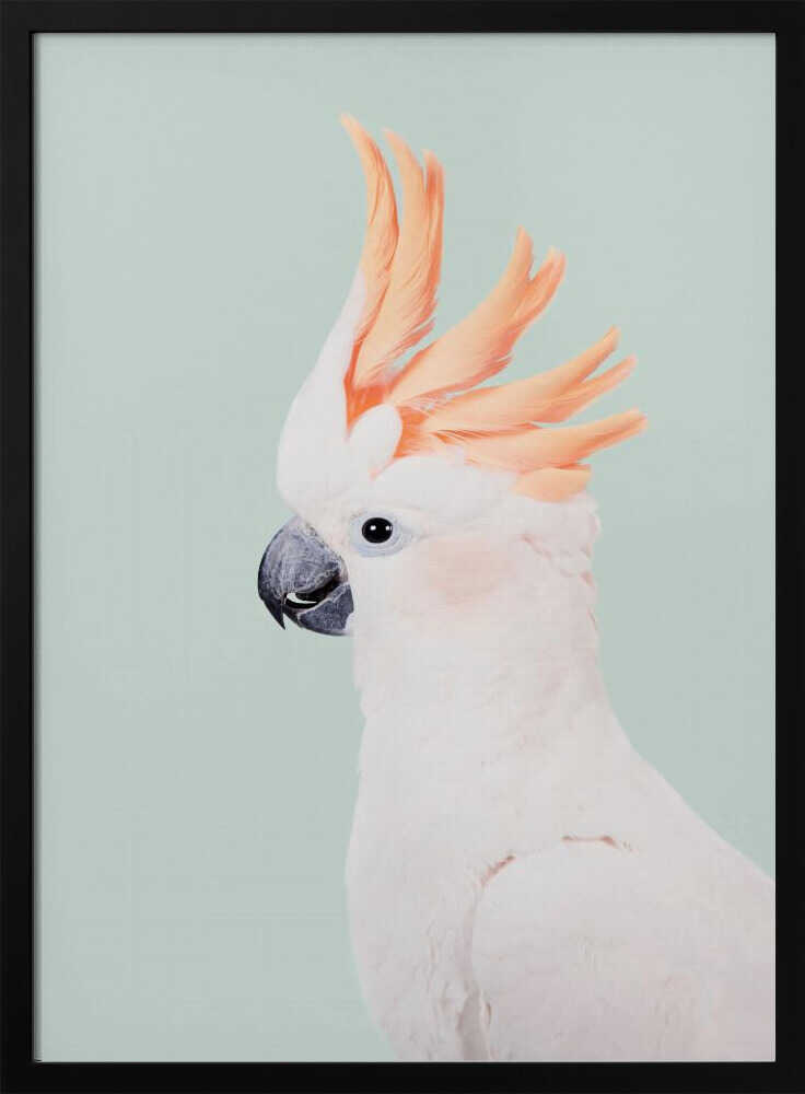 Cockatoo Art Print UK — Animal Vibrant Wall Art — Living Room — Wall It All Prints
