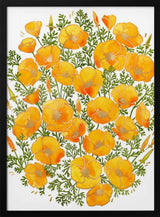 Golden Poppy Blooms