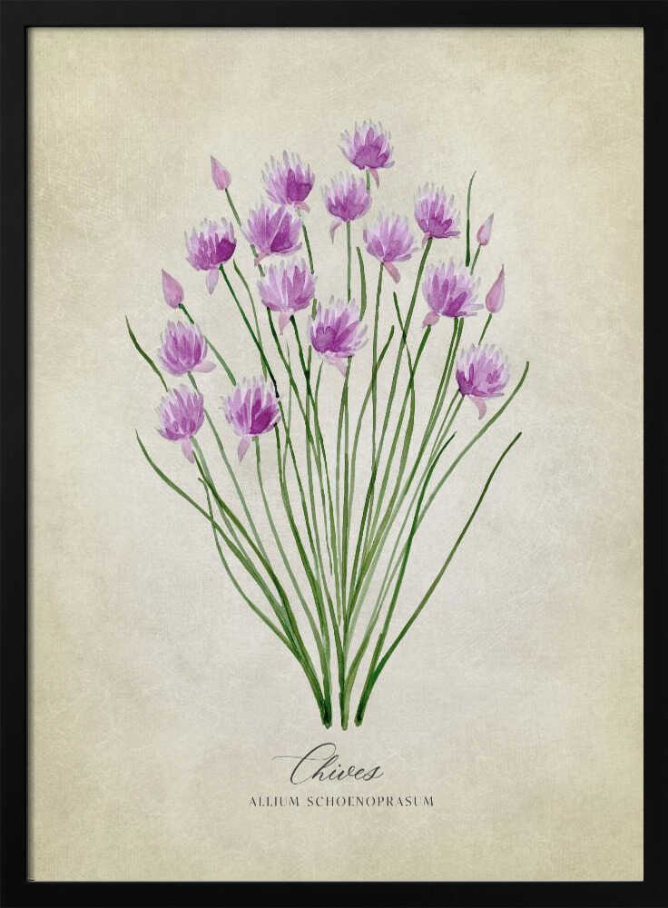Fresh Chives Bloom Art Print UK — Botanical Fresh Wall Art — Kitchen — Wall It All Prints