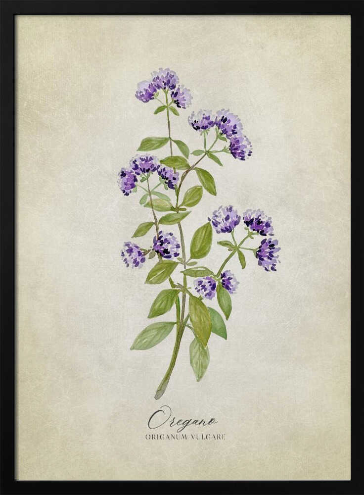Purple Oregano Botanical Art Print UK — Botanical Fresh Wall Art — Kitchen — Wall It All Prints