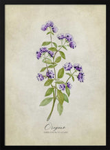 Purple Oregano Botanical