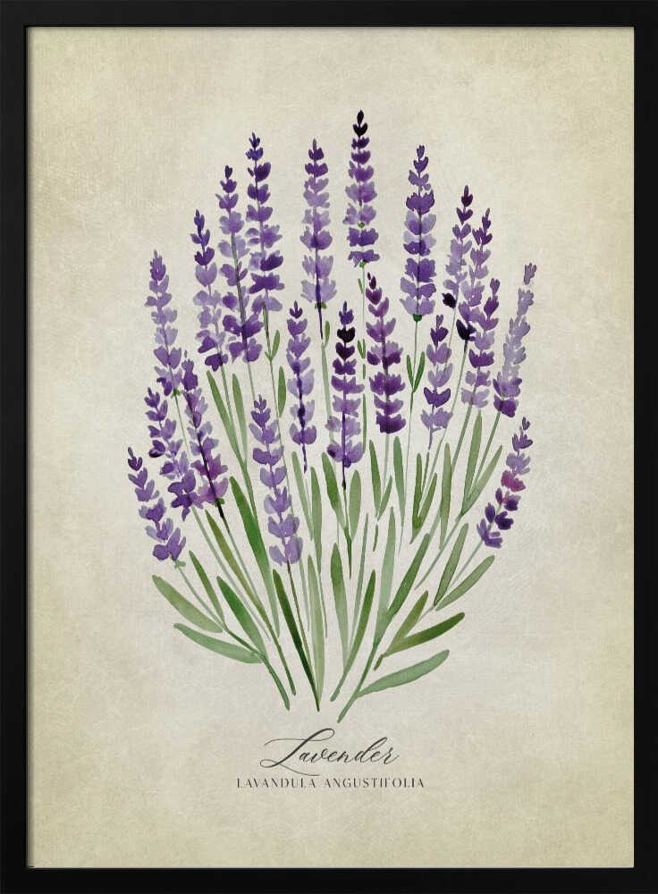 Purple Lavender Botanical Art Print UK — Botanical Fresh Wall Art — Kitchen — Wall It All Prints