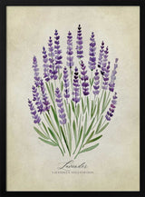 Purple Lavender Botanical