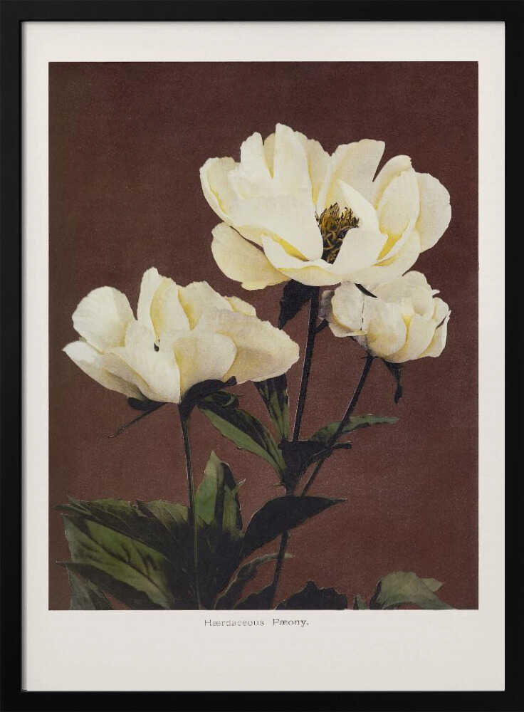 Hærdaceous Peony Art Print UK — Japanese Vibrant Wall Art — Living Room — Wall It All Prints