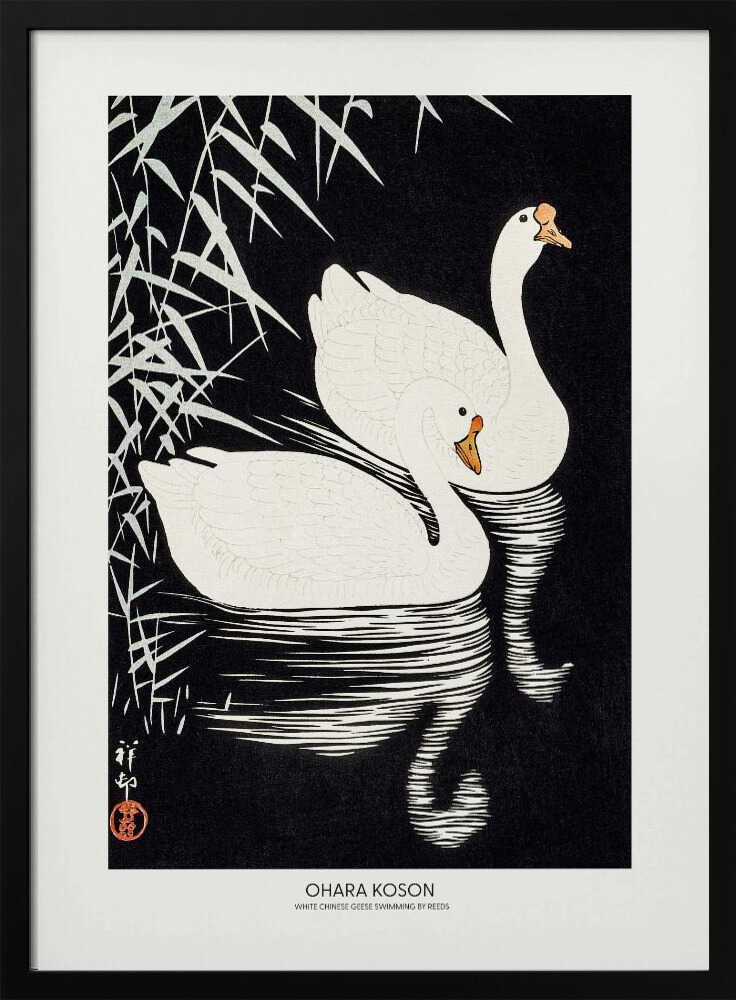 White Chinese Geese Swimming by Reeds