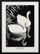 White Chinese Geese Swimming by Reeds