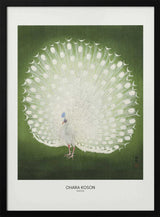 Peacock - Wide