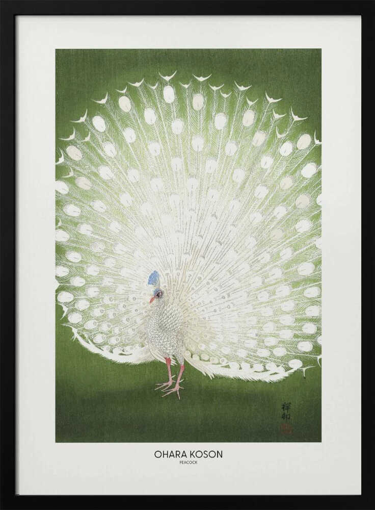 Peacock - Cropped