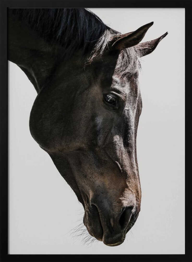 Gentle Equine Gaze Art Print UK — Abstract Vibrant Wall Art — Office — Wall It All Prints