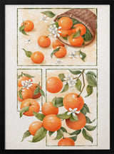 Watercolor Oranges And Blossoms