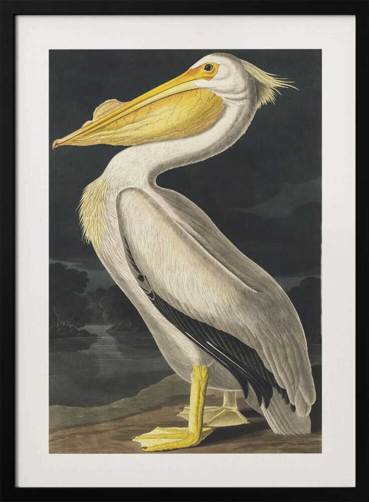 American White Pelican From Birds of America (1827)
