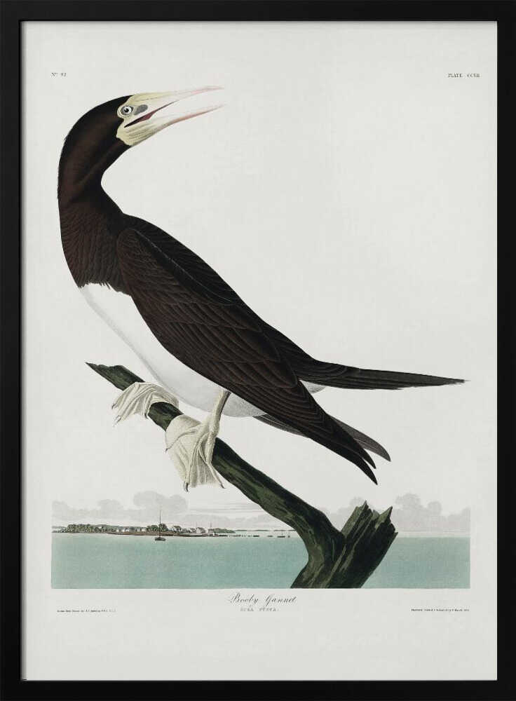 Booby Gannet From Birds of America (1827)