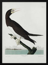 Booby Gannet From Birds of America (1827)