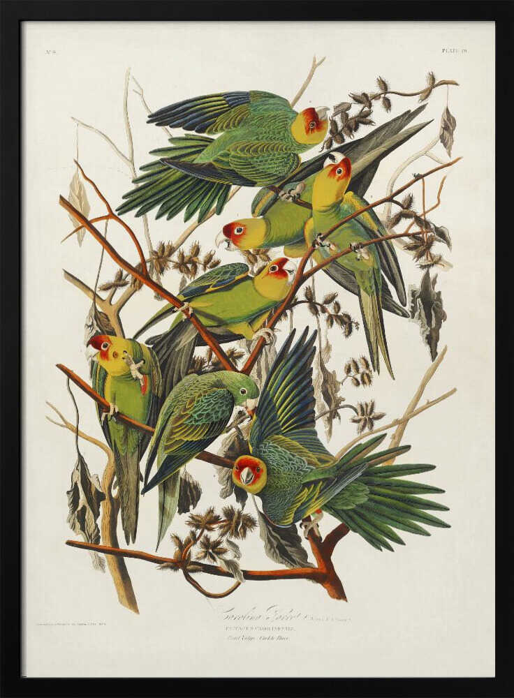 Carolina Parrot From Birds of America (1827)