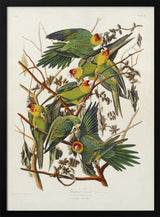 Carolina Parrot From Birds of America (1827)