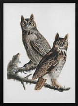 Great Horned Owl From Birds of America (1827)