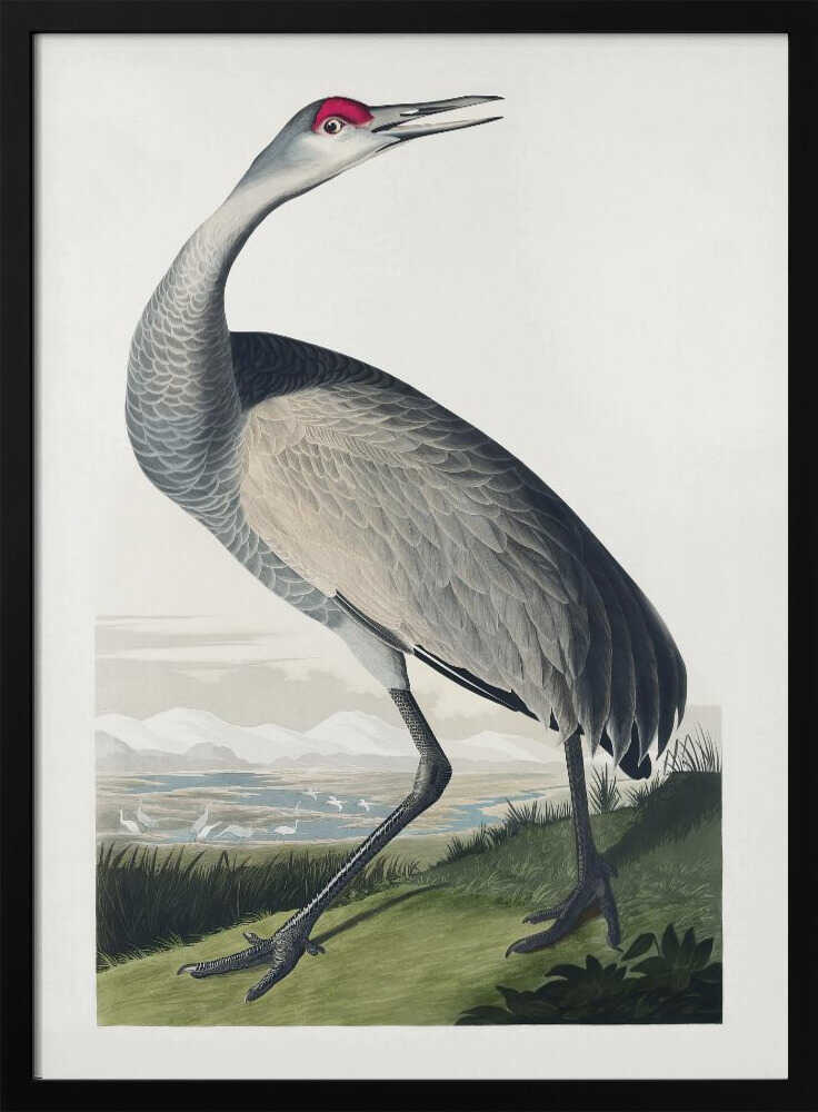 Hooping Crane From Birds of America (1827)