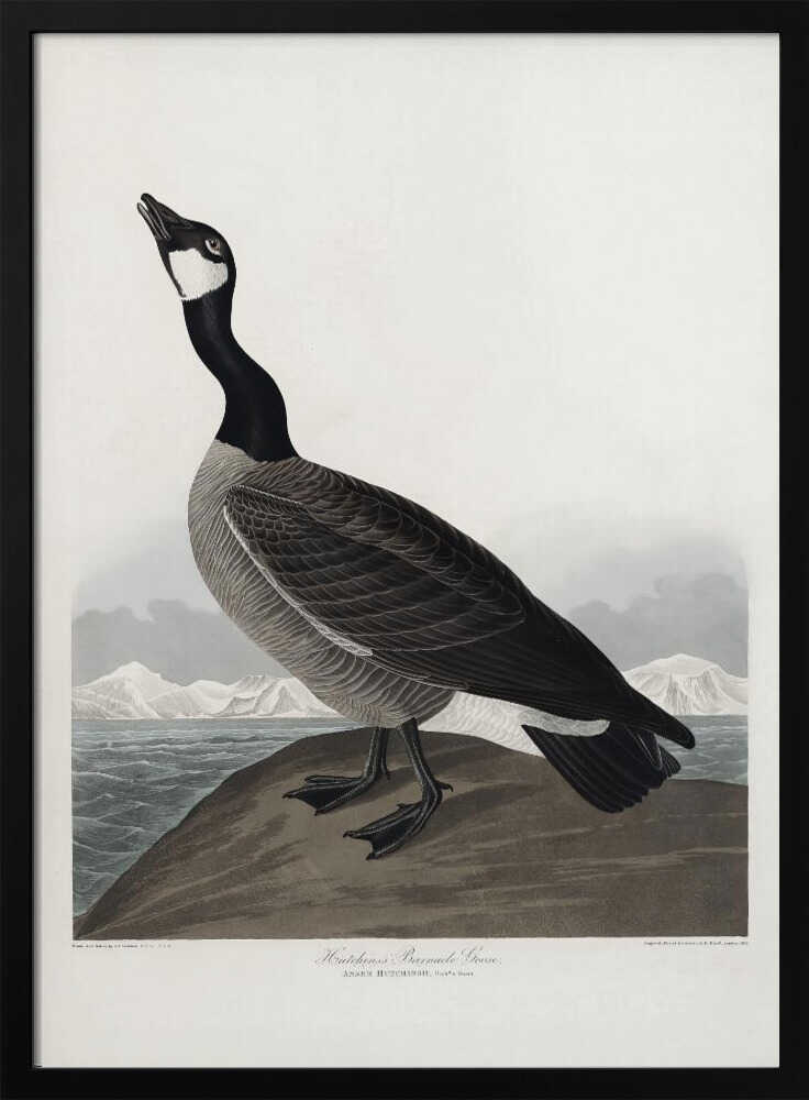 Hutchins's Barnacle Goose From Birds of America (1827)