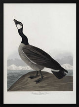 Hutchins's Barnacle Goose From Birds of America (1827)