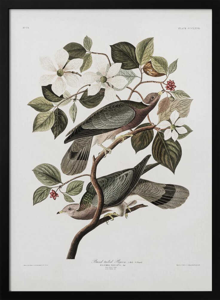 Brand Tailed Pigeon From Birds Of America (1827) Art Print UK — Vintage Vibrant Wall Art — Living Room — Wall It All Prints