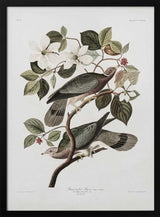 Brand Tailed Pigeon From Birds Of America (1827)