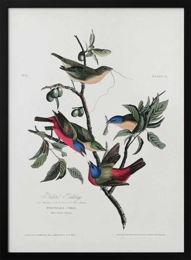 Painted Finch From Birds of America (1827)