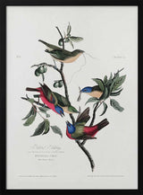 Painted Finch From Birds of America (1827)