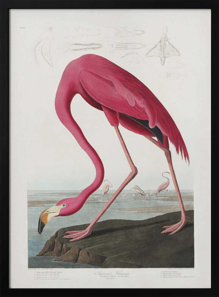 Pink Flamingo From Birds of America (1827)
