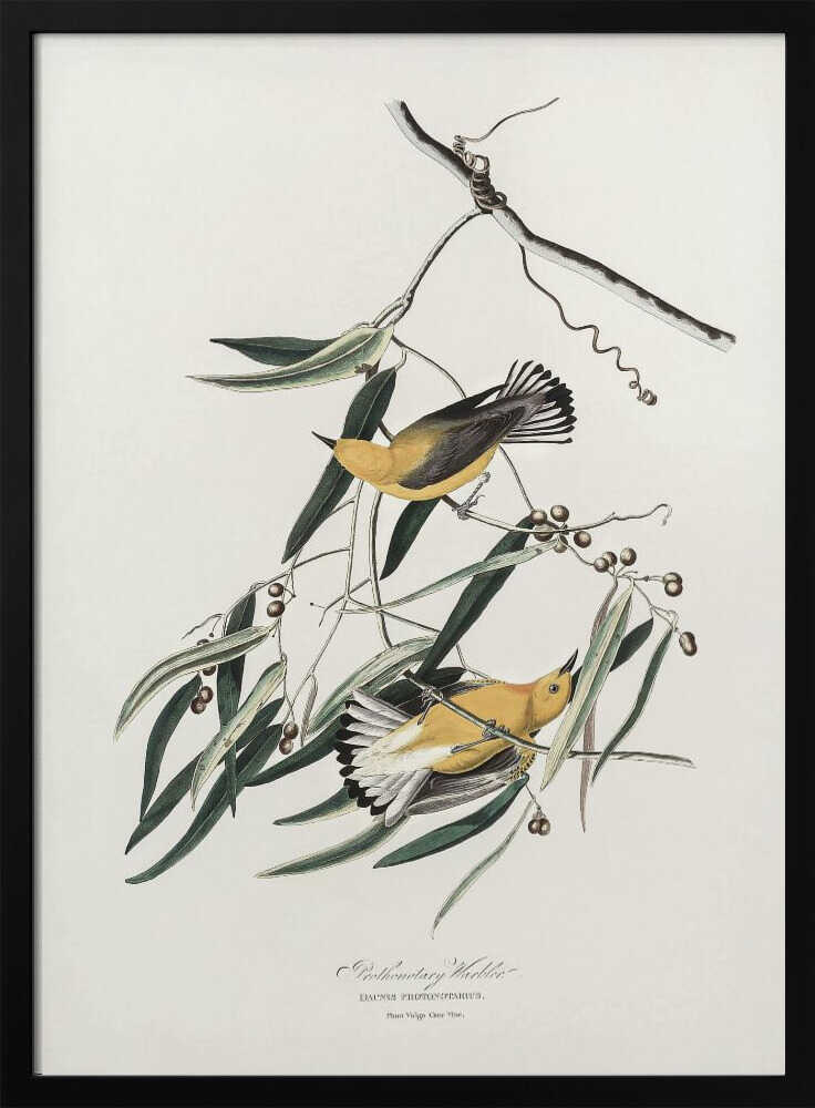 Prothonotary Warbler From Birds of America (1827)