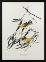 Prothonotary Warbler From Birds of America (1827)