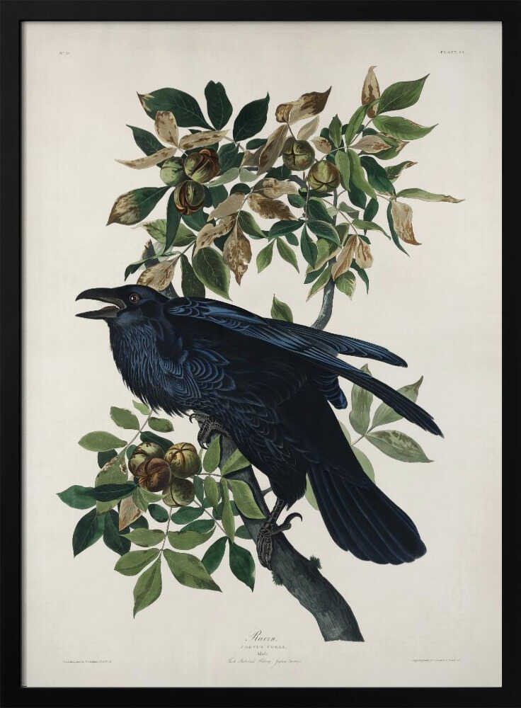 Raven From Birds of America (1827)