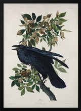 Raven From Birds of America (1827)