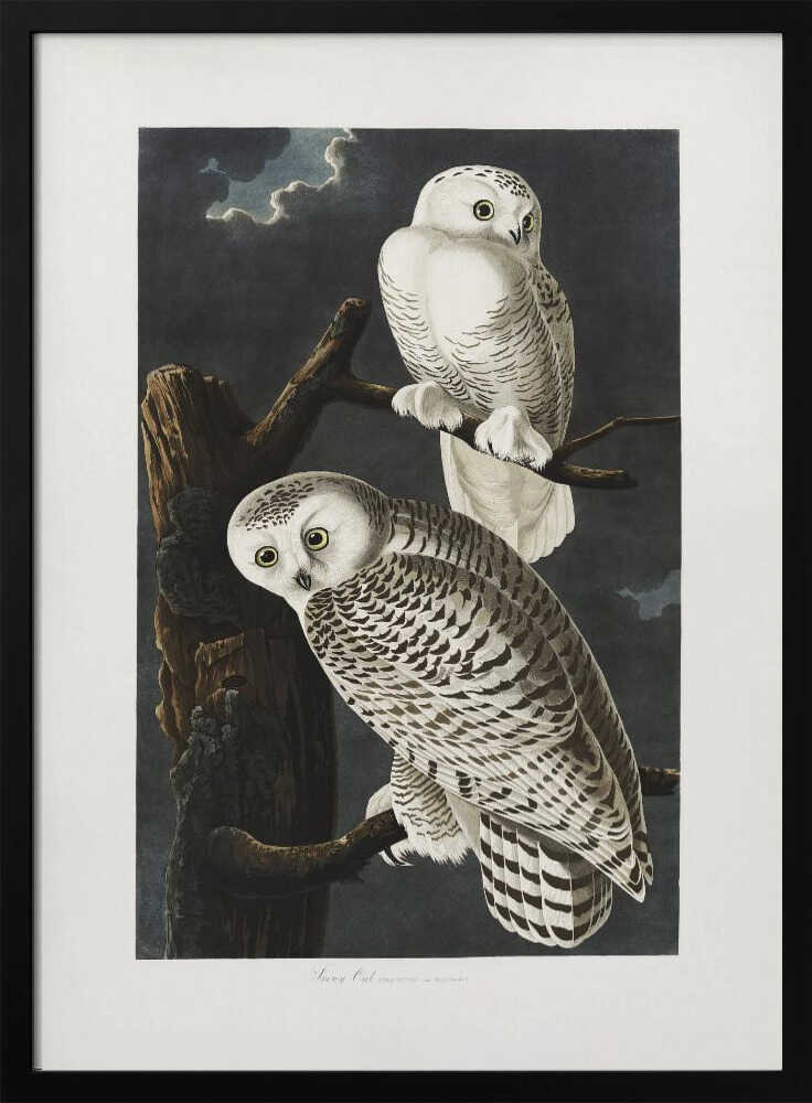 Snowy Owl From Birds of America (1827)